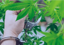 How Many Marijuana Arrests in Vermont.png
